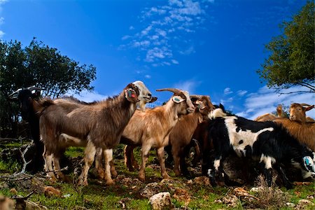 simsearch:400-05294140,k - a group of young goats in the pasture Stock Photo - Budget Royalty-Free & Subscription, Code: 400-04507100
