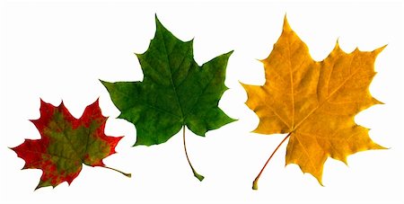 sheath - Maple leaves on the isolated white background Stock Photo - Budget Royalty-Free & Subscription, Code: 400-04507177