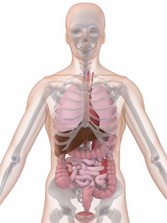 3d rendered anatomy illustration of a human skeleton with organs Stock Photo - Budget Royalty-Free & Subscription, Code: 400-04502270