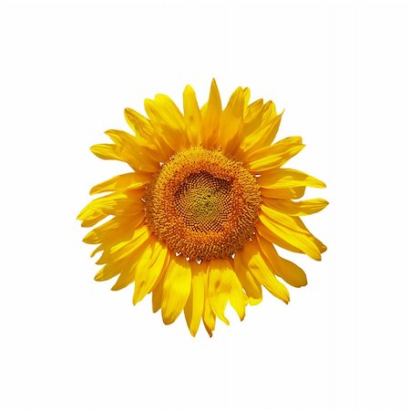 simsearch:400-05671297,k - Sunflower isolated on white background Stock Photo - Budget Royalty-Free & Subscription, Code: 400-04503443
