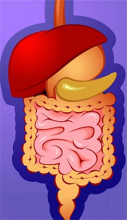 Illustration of internal digestive system Stock Photo - Budget Royalty-Free & Subscription, Code: 400-04514260