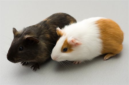 simsearch:400-04286557,k - Pair of guinea pigs sitting on gray surface Stock Photo - Budget Royalty-Free & Subscription, Code: 400-04514782