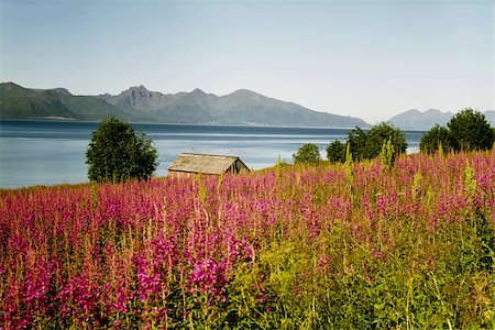 simsearch:400-04909150,k - Norwegian fjord small wooden cabin and a lot of pink flowers Stock Photo - Budget Royalty-Free & Subscription, Code: 400-04516137