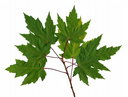 sheath - Green branch maple on the isolated white background (scan) Photographie de stock - Aubaine LD & Abonnement, Code: 400-04516286