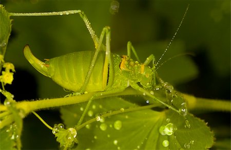 Close up on grasshopper in the field Photographie de stock - Aubaine LD & Abonnement, Code: 400-04516345