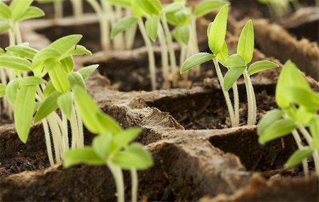 simsearch:649-06532928,k - Sprouting Plants in a Row Stock Photo - Budget Royalty-Free & Subscription, Code: 400-04517758