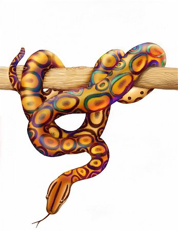 An airbrush painting of a colorful rainbow boa, from South America, by nature artist, Carolyn McFann. Stock Photo - Budget Royalty-Free & Subscription, Code: 400-04517775