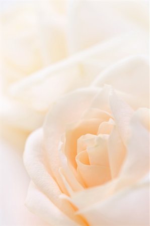 simsearch:400-08528676,k - Delicate high key beige roses macro floral background Stock Photo - Budget Royalty-Free & Subscription, Code: 400-04519778