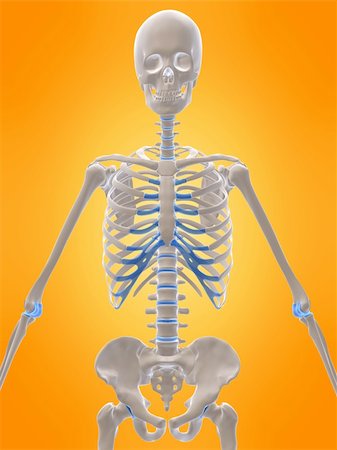 3d rendered anatomy illustration of a human skeleton Stock Photo - Budget Royalty-Free & Subscription, Code: 400-04510569