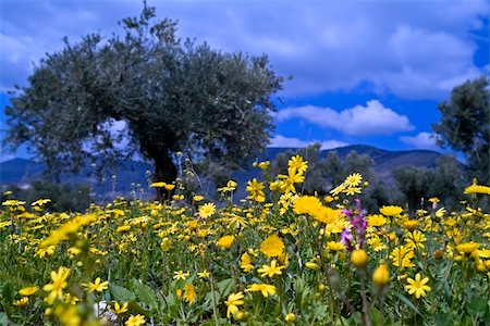 simsearch:400-04794343,k - wild flowers in olive grove in the Galilee, Israel Stock Photo - Budget Royalty-Free & Subscription, Code: 400-04511017