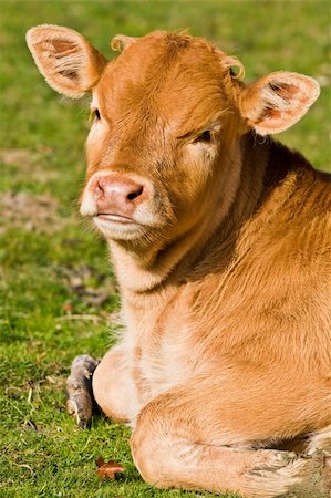 simsearch:400-05323136,k - A cute brown calf in the meadow of the north of Spain Foto de stock - Super Valor sin royalties y Suscripción, Código: 400-04513647