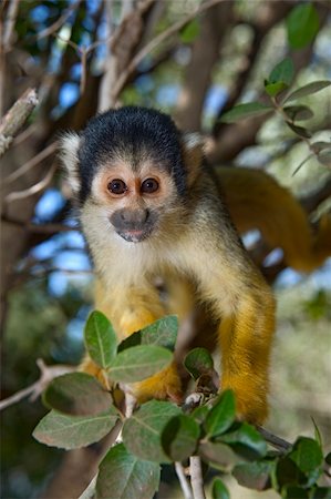cute squirrel monkey (saimiri) on a tree Stock Photo - Budget Royalty-Free & Subscription, Code: 400-04525928