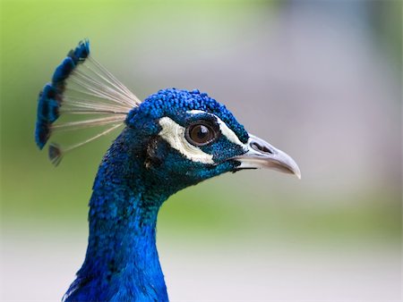 simsearch:400-05725990,k - Closeup of a colorful peacock's head Stock Photo - Budget Royalty-Free & Subscription, Code: 400-04526108