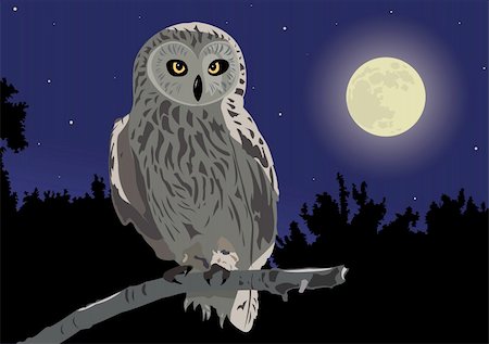 The image of the owl sitting on a branch by a moonlight night Stock Photo - Budget Royalty-Free & Subscription, Code: 400-04526540