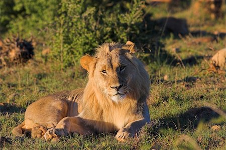 simsearch:400-04613070,k - Young Male Lion resting in the afternoon sun Stock Photo - Budget Royalty-Free & Subscription, Code: 400-04527609