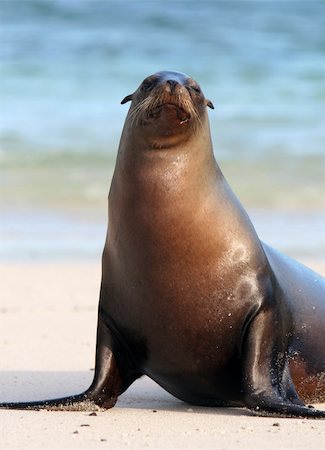 simsearch:400-04533218,k - A Sea Lion poses for the tourists on the island of Santa Fe, Ecuador Stock Photo - Budget Royalty-Free & Subscription, Code: 400-04529280