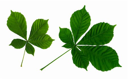 sheath - Green leaves of a chestnut on the isolated white background Photographie de stock - Aubaine LD & Abonnement, Code: 400-04520341