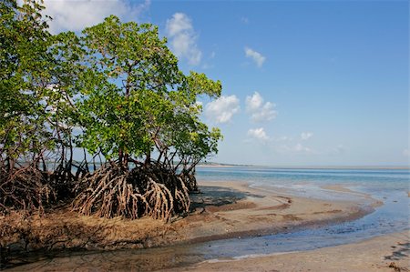 Mangrove tree at low tide, Vilanculos coastal sanctuary, Mozambique, southern Africa Stock Photo - Budget Royalty-Free & Subscription, Code: 400-04521728