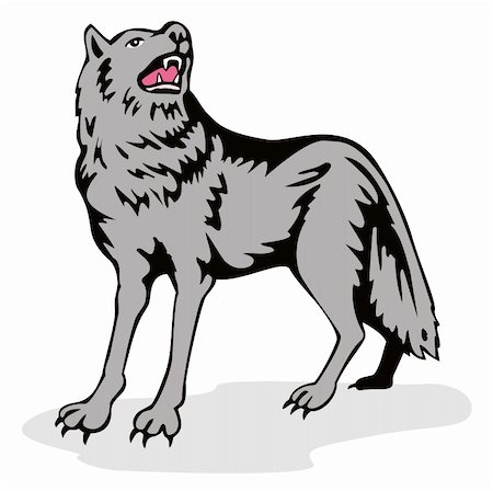 snarling dog images - Vector art of a grey wolf Stock Photo - Budget Royalty-Free & Subscription, Code: 400-04522211