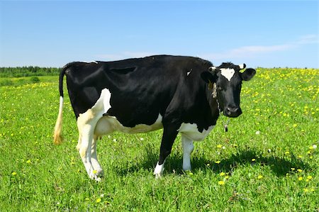simsearch:400-05151981,k - cow on green dandelion field under blue sky Foto de stock - Super Valor sin royalties y Suscripción, Código: 400-04534106