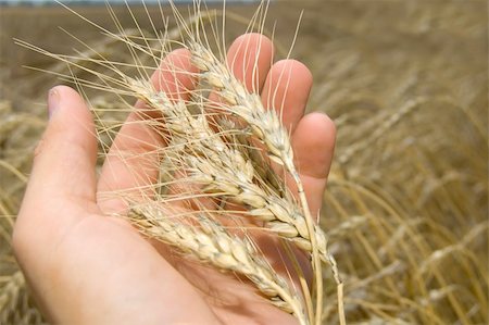 field winter wheat - cone in the hand over new harvest Stock Photo - Budget Royalty-Free & Subscription, Code: 400-04534968