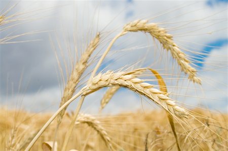 simsearch:400-05311898,k - ear of wheat with dark blue sky on a background Stock Photo - Budget Royalty-Free & Subscription, Code: 400-04534971