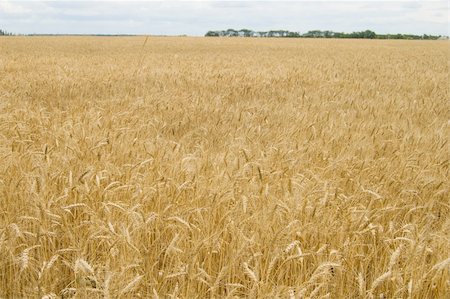 simsearch:400-05311898,k - field of ripe wheat gold color south Ukraine Stock Photo - Budget Royalty-Free & Subscription, Code: 400-04534973