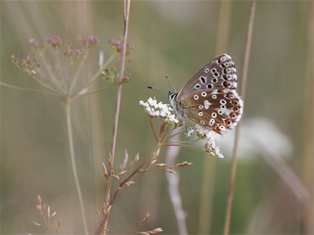 simsearch:400-06912266,k - A photography of a beautiful little butterfly Stock Photo - Budget Royalty-Free & Subscription, Code: 400-04535755