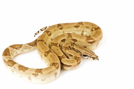 Boa Constrictor on white background. Stock Photo - Budget Royalty-Free & Subscription, Code: 400-04536134