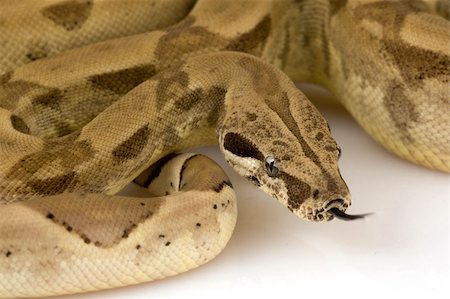Boa Constrictor on white background. Stock Photo - Budget Royalty-Free & Subscription, Code: 400-04536133