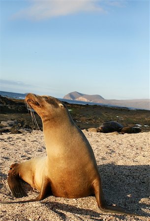 simsearch:400-04533218,k - Sea Lion in the afternoon sun on the Galapagos Islands Stock Photo - Budget Royalty-Free & Subscription, Code: 400-04537245