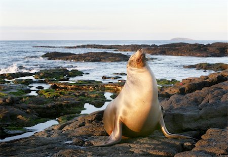 simsearch:400-04533218,k - A Sea Lion rests on the rocky shoreline of the Galapagos Islands Stock Photo - Budget Royalty-Free & Subscription, Code: 400-04537246