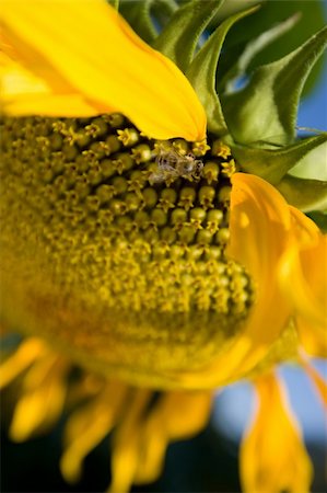simsearch:400-04996406,k - Sunflower and a bee on the sunflowers field Stock Photo - Budget Royalty-Free & Subscription, Code: 400-04537595