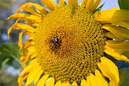 simsearch:400-04996406,k - Sunflower and a bee on the sunflowers field Stock Photo - Budget Royalty-Free & Subscription, Code: 400-04537596