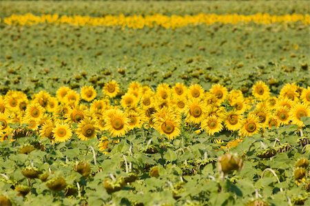 simsearch:400-04996406,k - Field of sunflowers. Multitude of sunflowers is growing on a field. Stock Photo - Budget Royalty-Free & Subscription, Code: 400-04537597