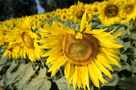 simsearch:400-04996406,k - Field of sunflowers. Multitude of sunflowers is growing on a field. Stock Photo - Budget Royalty-Free & Subscription, Code: 400-04537598