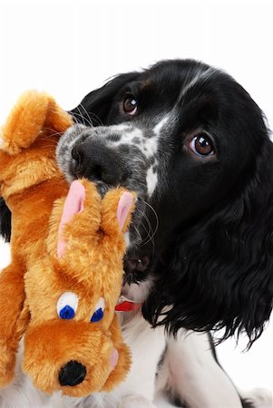 springer spaniel - young english springer spaniel with a toy Stock Photo - Budget Royalty-Free & Subscription, Code: 400-04537599
