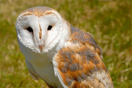 simsearch:400-07745600,k - close study of barn owl tytonidea, a member of raptor familly Stock Photo - Budget Royalty-Free & Subscription, Code: 400-04537687