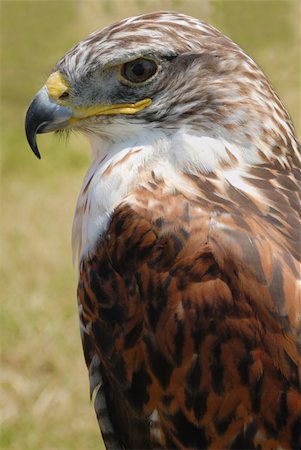 staring eagle - closeup shot of red tail hawk, with its brown plumage and yellow beak Photographie de stock - Aubaine LD & Abonnement, Code: 400-04537688