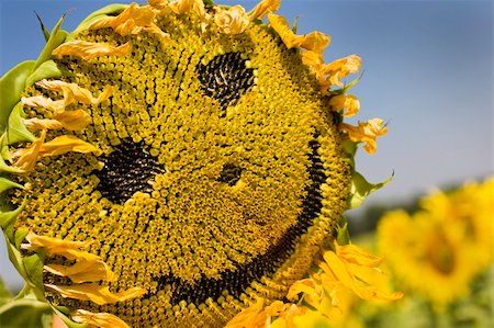 simsearch:400-04996406,k - Smiling sunflower. Sunflower is smiling on the filed. Stock Photo - Budget Royalty-Free & Subscription, Code: 400-04537755