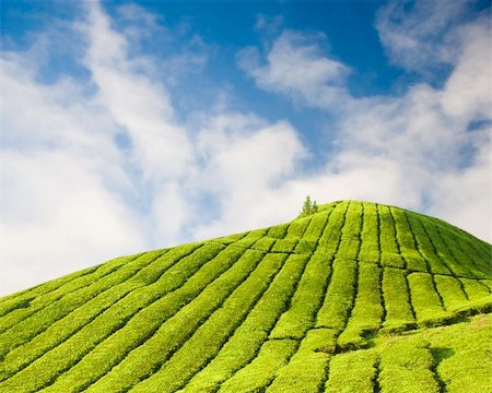 simsearch:400-05905687,k - Tea plantation at Cameron Highland Malaysia Stock Photo - Budget Royalty-Free & Subscription, Code: 400-04538174