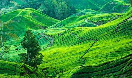 simsearch:400-05905687,k - tea plantation view in morning Stock Photo - Budget Royalty-Free & Subscription, Code: 400-04538184