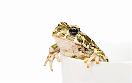 Green toad in white cup isolated Stock Photo - Budget Royalty-Free & Subscription, Code: 400-04538699