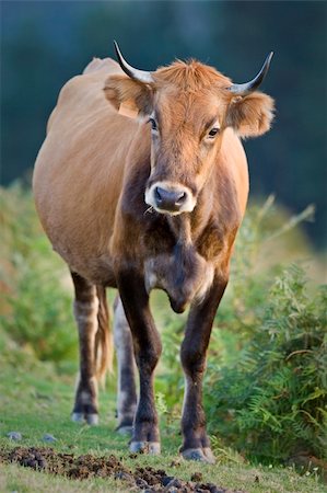 simsearch:400-05135877,k - Cow standing over a blurring background. Shallow depth of field Photographie de stock - Aubaine LD & Abonnement, Code: 400-04539085