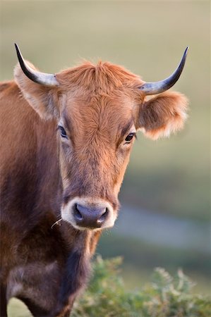 simsearch:400-05294140,k - Cow portrait over a blurring background. Shallow depth of field Stock Photo - Budget Royalty-Free & Subscription, Code: 400-04539370