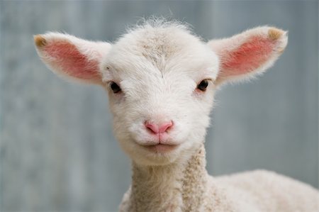a very cute and adorable few day old lamb Foto de stock - Super Valor sin royalties y Suscripción, Código: 400-04539372