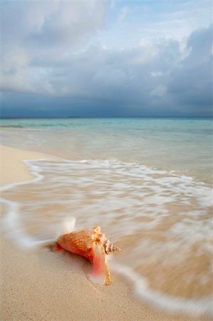 simsearch:400-03936650,k - Queen Conch shell on a tropical beach Stock Photo - Budget Royalty-Free & Subscription, Code: 400-04530323