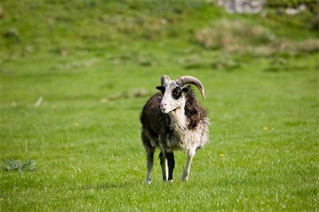 ram animal side view - A sheep with horns in a green pasture Stock Photo - Budget Royalty-Free & Subscription, Code: 400-04530370