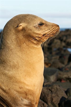 simsearch:400-04533218,k - A Sea Lion in Profile Stock Photo - Budget Royalty-Free & Subscription, Code: 400-04530984