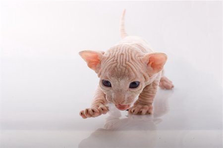 egyptian sphynx cat - Newborn sphinx kitten walking on white background Stock Photo - Budget Royalty-Free & Subscription, Code: 400-04531343